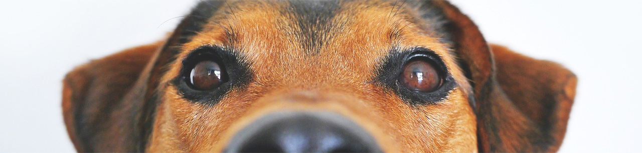 Najczęściej diagnozowane schorzenia oczu u psów