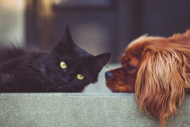 Najczęstsze choroby oczu psów i kotów. Kiedy zabrać pupila do okulisty dla zwierząt?
