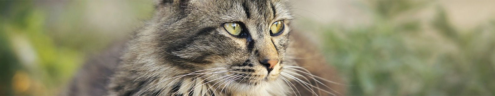 Koty i ich jedwabiste futerko:  Sekrety pielęgnacji sierści mruczków