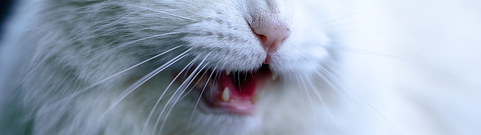 W jaki sposób objawia się zapalenie dziąseł u kotów?
