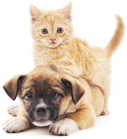 cat and dog